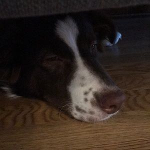 Meet your Posher, Savannah